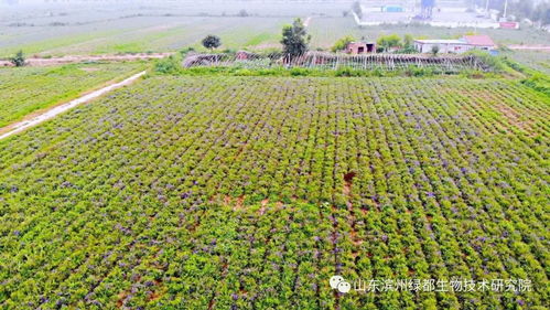 雙招雙引共建科研基地，中藥康養(yǎng)促進鄉(xiāng)村振興