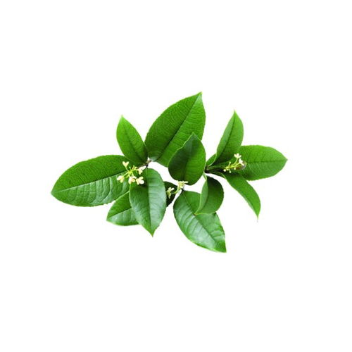 萊鋼醫(yī)院特邀山東中醫(yī)藥大學(xué)王興臣教授坐診，助力中草藥科技咨詢發(fā)展